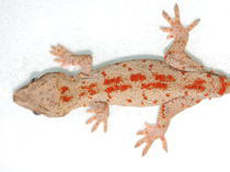 Rhacodactylus auriculatus